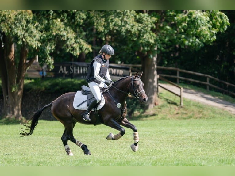 Deutsches Reitpony Wallach 6 Jahre 147 cm Dunkelbrauner in Lengenfeld