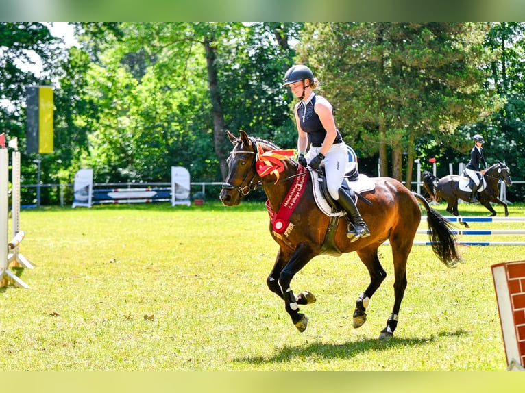 Deutsches Reitpony Wallach 6 Jahre 147 cm Dunkelbrauner in Lengenfeld