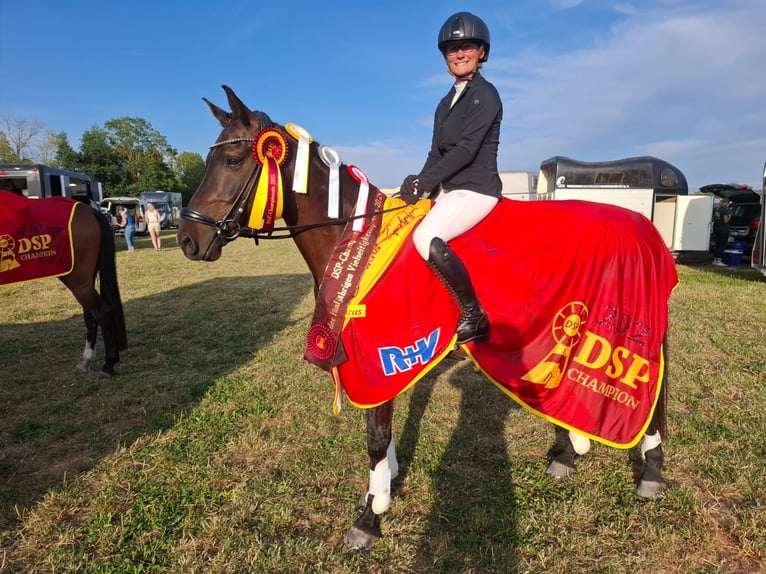 Deutsches Reitpony Wallach 6 Jahre 147 cm Dunkelbrauner in Lengenfeld