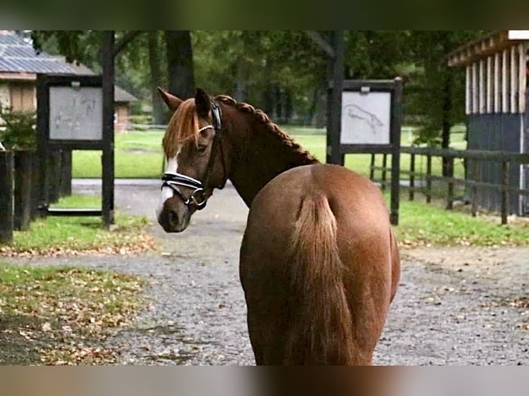 Deutsches Reitpony Wallach 6 Jahre 147 cm Dunkelfuchs in Recke, bei Osnabrück