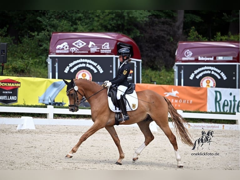 Deutsches Reitpony Wallach 6 Jahre 147 cm Fuchs in Freiamt