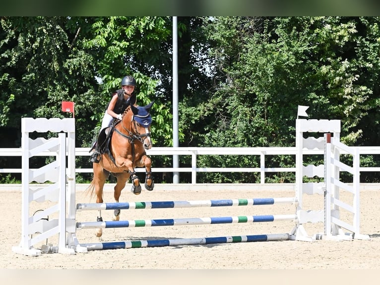Deutsches Reitpony Wallach 6 Jahre 147 cm Fuchs in Freiamt