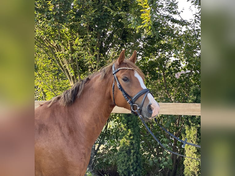 Deutsches Reitpony Wallach 6 Jahre 147 cm Fuchs in Iggingen