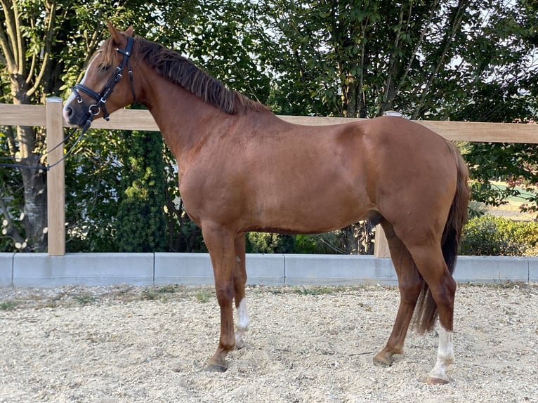 Deutsches Reitpony Wallach 6 Jahre 147 cm Fuchs in Iggingen