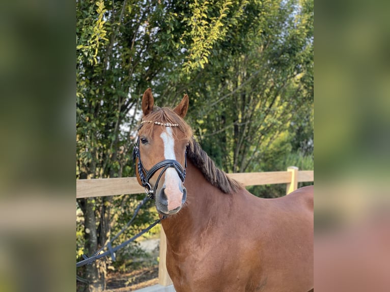 Deutsches Reitpony Wallach 6 Jahre 147 cm Fuchs in Iggingen