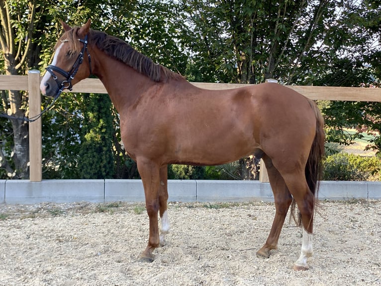 Deutsches Reitpony Wallach 6 Jahre 147 cm Fuchs in Iggingen