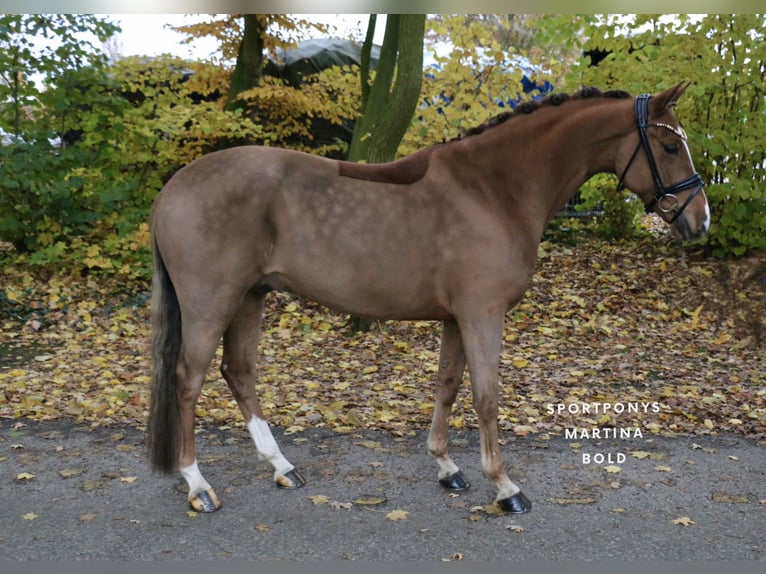 Deutsches Reitpony Wallach 6 Jahre 147 cm Fuchs in Recke, bei Osnabrück