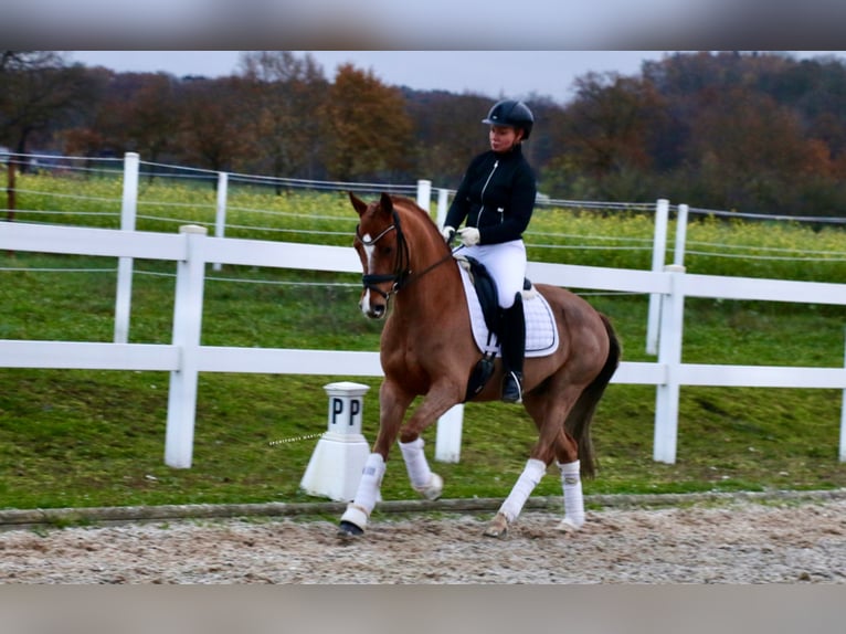 Deutsches Reitpony Wallach 6 Jahre 147 cm Fuchs in Recke, bei Osnabrück