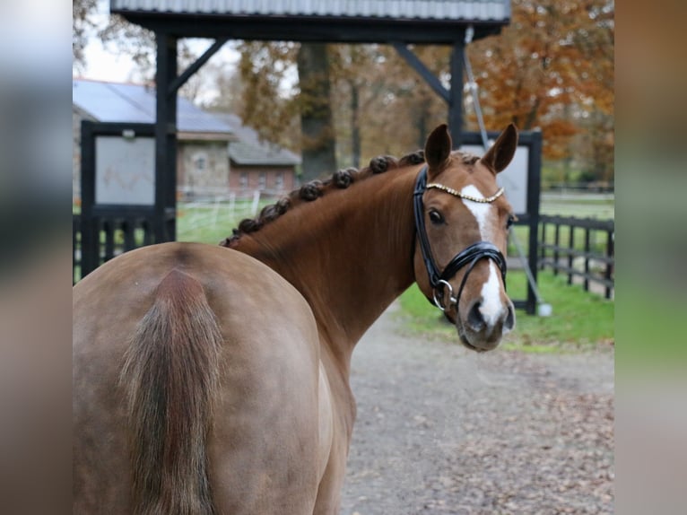 Deutsches Reitpony Wallach 6 Jahre 147 cm Fuchs in Recke, bei Osnabrück