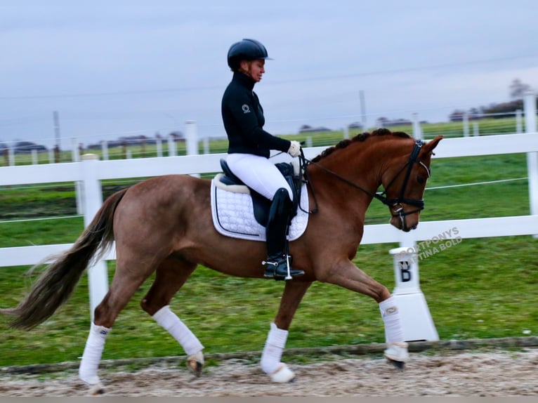 Deutsches Reitpony Wallach 6 Jahre 147 cm Fuchs in Recke, bei Osnabrück