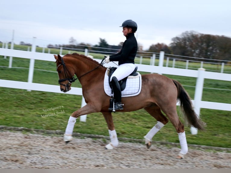 Deutsches Reitpony Wallach 6 Jahre 147 cm Fuchs in Recke, bei Osnabrück