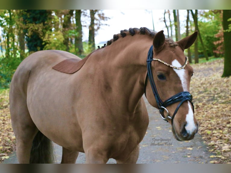 Deutsches Reitpony Wallach 6 Jahre 147 cm Fuchs in Recke, bei Osnabrück