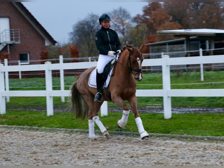 Deutsches Reitpony Wallach 6 Jahre 147 cm Fuchs in Recke, bei Osnabrück