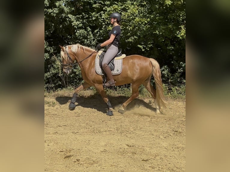 Deutsches Reitpony Mix Wallach 6 Jahre 147 cm Fuchs in Warburg