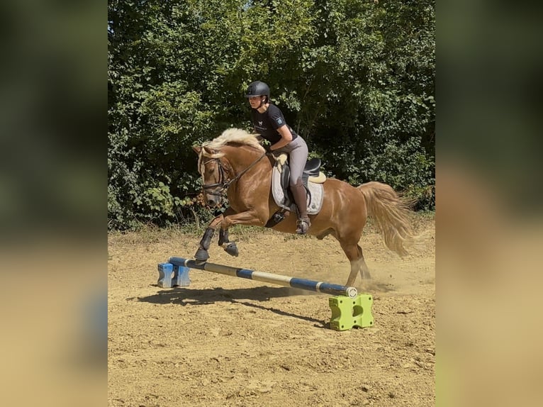 Deutsches Reitpony Mix Wallach 6 Jahre 147 cm Fuchs in Warburg