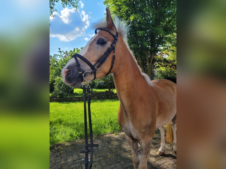Deutsches Reitpony Mix Wallach 6 Jahre 147 cm Fuchs in Hünfeld