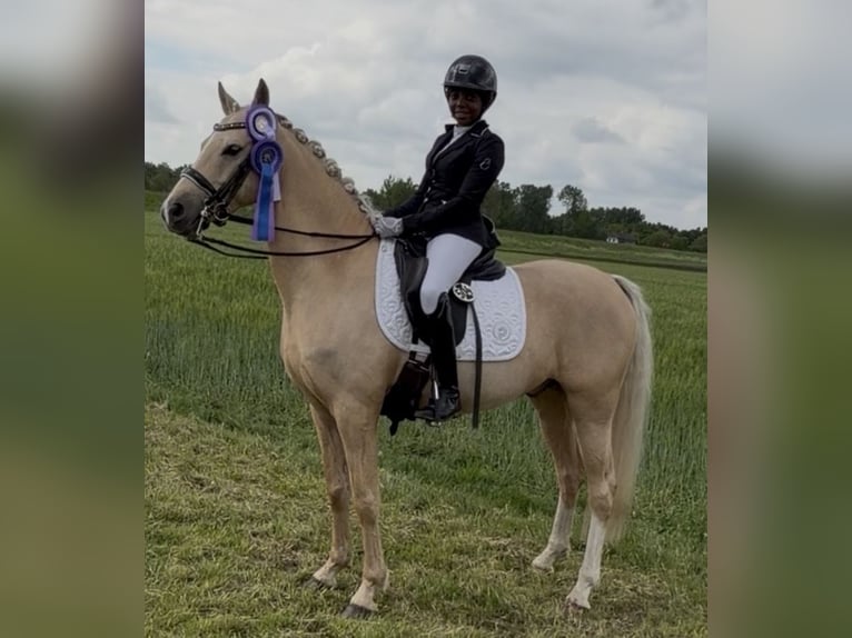 Deutsches Reitpony Wallach 6 Jahre 147 cm Palomino in Lauenburg