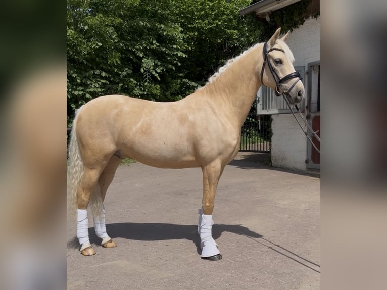 Deutsches Reitpony Wallach 6 Jahre 147 cm Palomino in Lauenburg