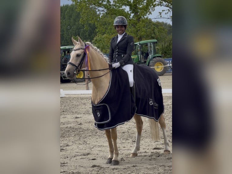 Deutsches Reitpony Wallach 6 Jahre 147 cm Palomino in Lauenburg