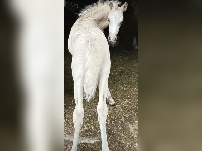 Deutsches Reitpony Wallach 6 Jahre 147 cm Palomino in Lauenburg