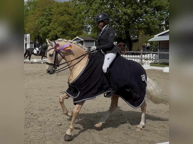 Deutsches Reitpony Wallach 6 Jahre 147 cm Palomino in Lauenburg