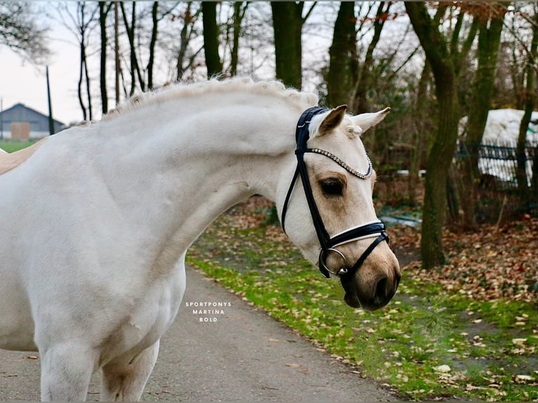 Deutsches Reitpony Wallach 6 Jahre 147 cm Palomino in Recke, bei Osnabrück
