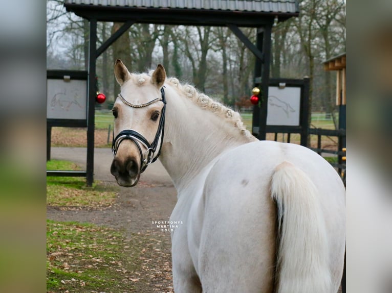 Deutsches Reitpony Wallach 6 Jahre 147 cm Palomino in Recke, bei Osnabrück