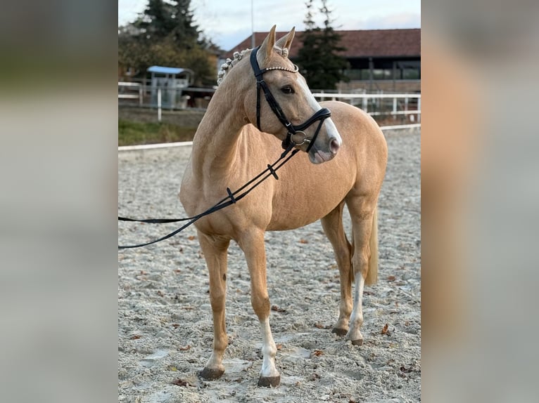 Deutsches Reitpony Wallach 6 Jahre 147 cm Palomino in Werder