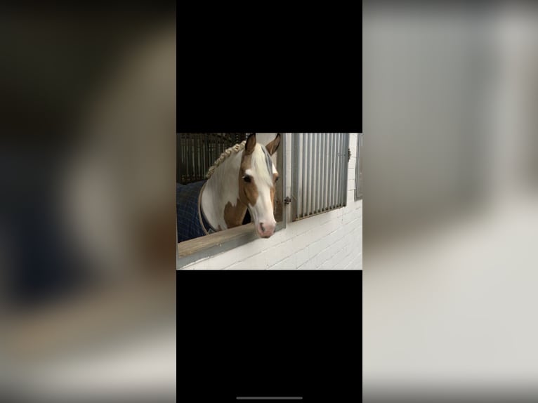 Deutsches Reitpony Wallach 6 Jahre 147 cm Schecke in RiedRied