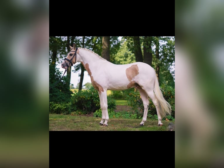Deutsches Reitpony Wallach 6 Jahre 147 cm Schecke in RiedRied