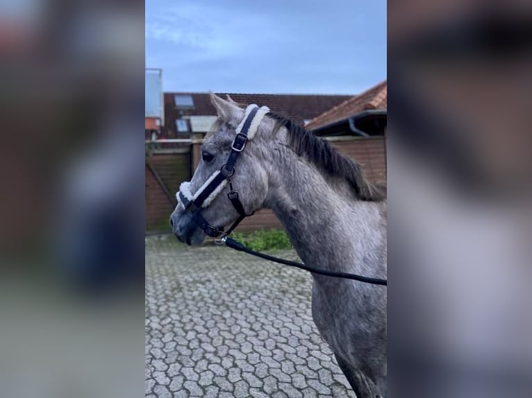 Deutsches Reitpony Wallach 6 Jahre 147 cm Schimmel in Bremen