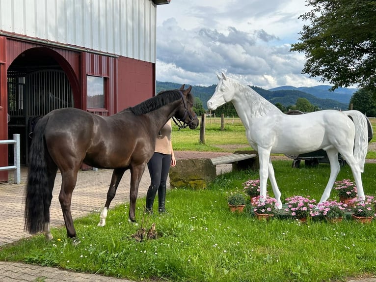 Deutsches Reitpony Wallach 6 Jahre 147 cm Schwarzbrauner in GundelfingenGundelfingen