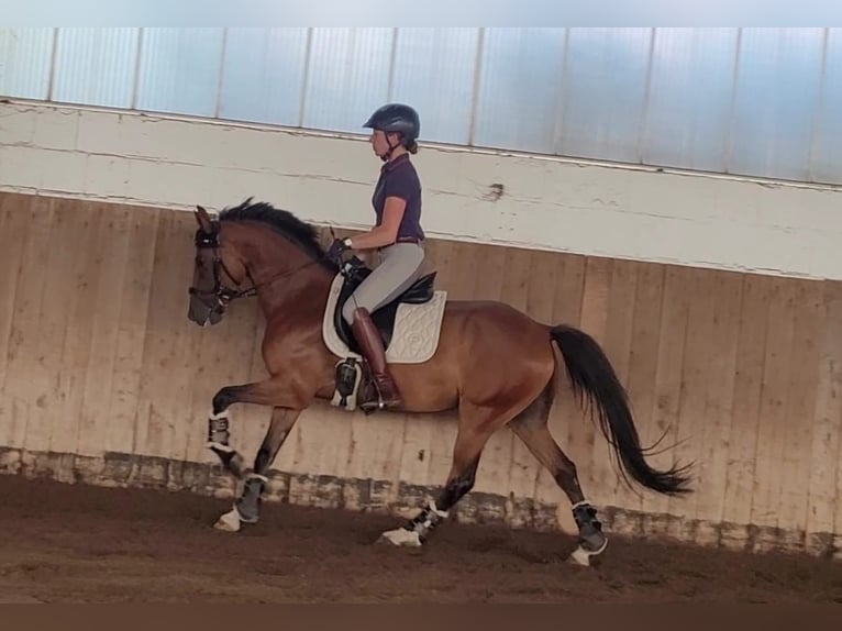 Deutsches Reitpony Wallach 6 Jahre 148 cm Brauner in Sarstedt