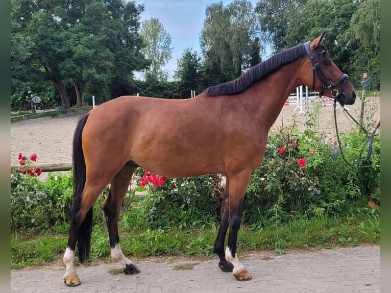 Deutsches Reitpony Wallach 6 Jahre 148 cm Brauner in Sarstedt