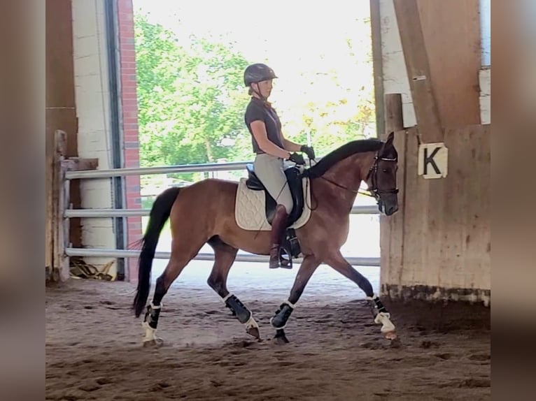 Deutsches Reitpony Wallach 6 Jahre 148 cm Brauner in Sarstedt