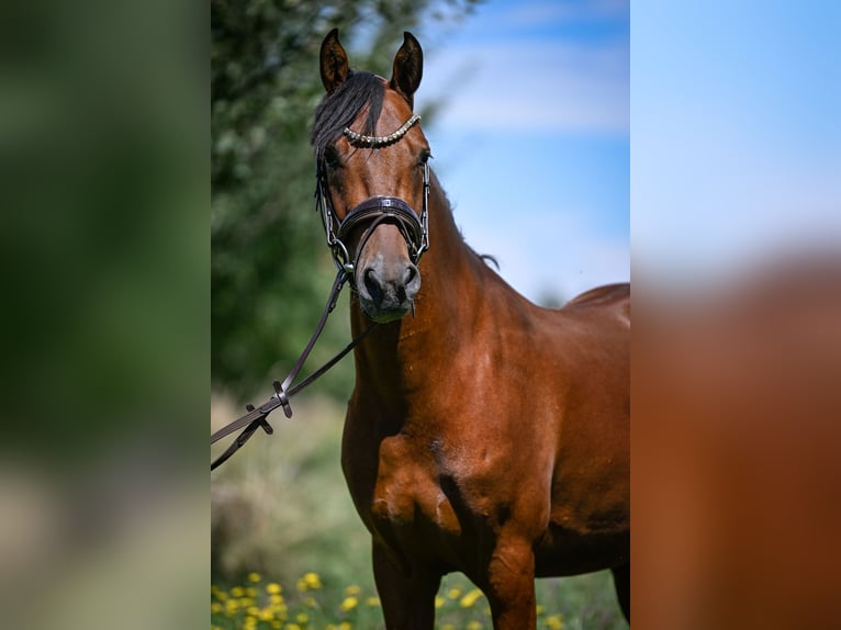 Deutsches Reitpony Wallach 6 Jahre 148 cm Brauner in Kilchberg ZH
