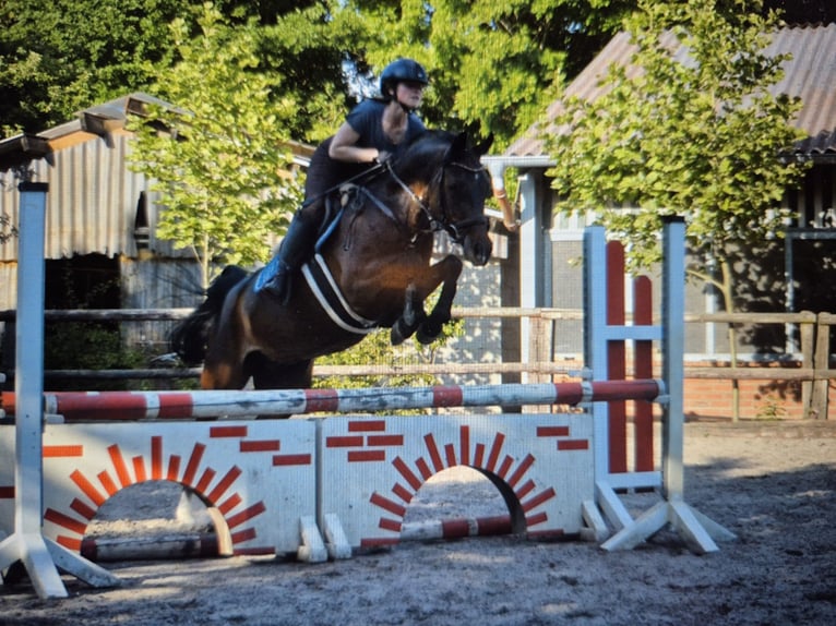 Deutsches Reitpony Wallach 6 Jahre 148 cm Brauner in Baesweiler