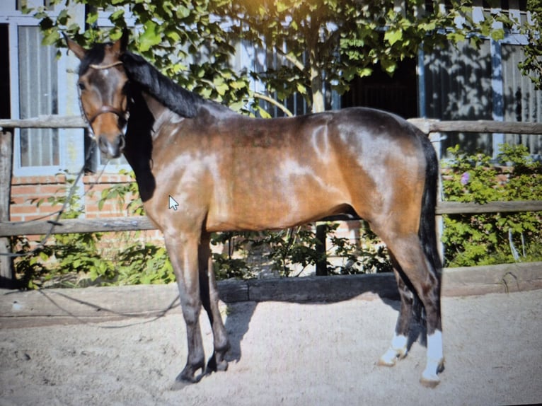 Deutsches Reitpony Wallach 6 Jahre 148 cm Brauner in Baesweiler