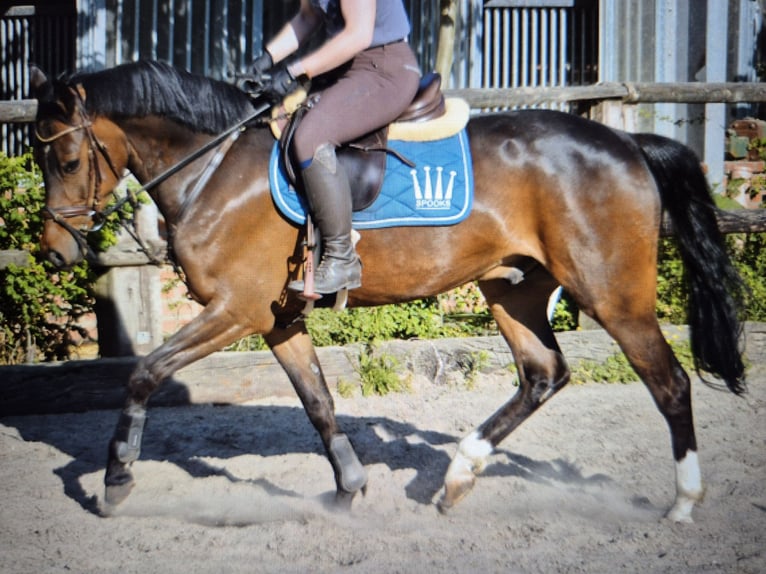 Deutsches Reitpony Wallach 6 Jahre 148 cm Brauner in Baesweiler