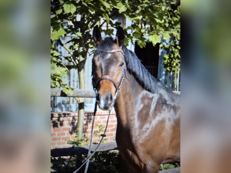Deutsches Reitpony Wallach 6 Jahre 148 cm Brauner in Baesweiler