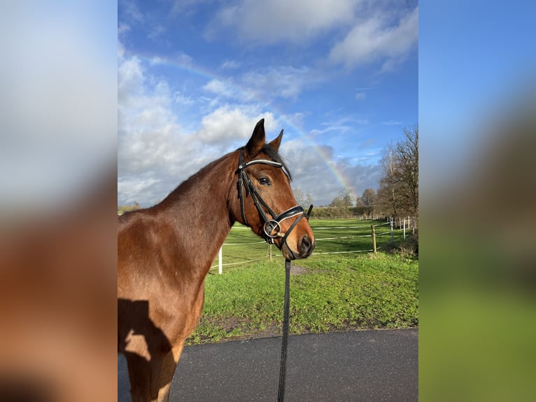 Deutsches Reitpony Wallach 6 Jahre 148 cm Brauner in Esch