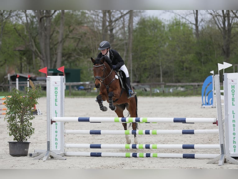 Deutsches Reitpony Wallach 6 Jahre 148 cm Brauner in Esch