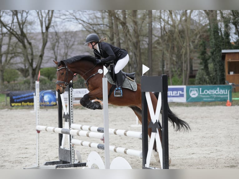 Deutsches Reitpony Wallach 6 Jahre 148 cm Brauner in Esch