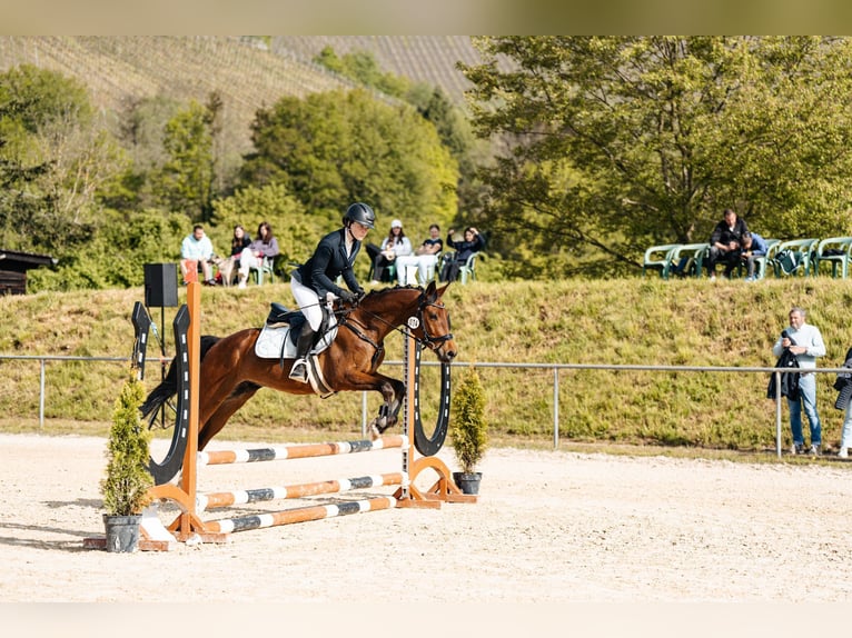 Deutsches Reitpony Wallach 6 Jahre 148 cm Brauner in Esch