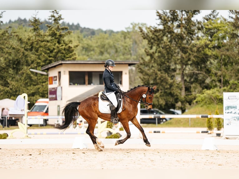 Deutsches Reitpony Wallach 6 Jahre 148 cm Brauner in Esch