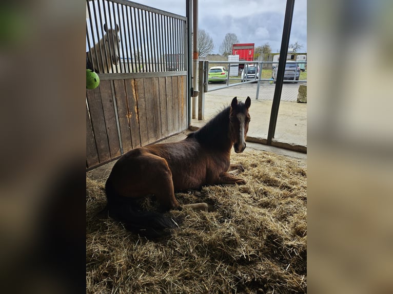 Deutsches Reitpony Wallach 6 Jahre 148 cm Brauner in Angern