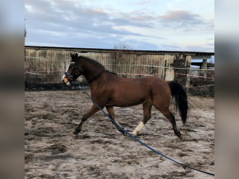 Deutsches Reitpony Wallach 6 Jahre 148 cm Brauner in Angern