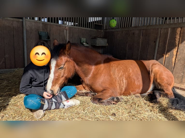Deutsches Reitpony Wallach 6 Jahre 148 cm Brauner in Angern