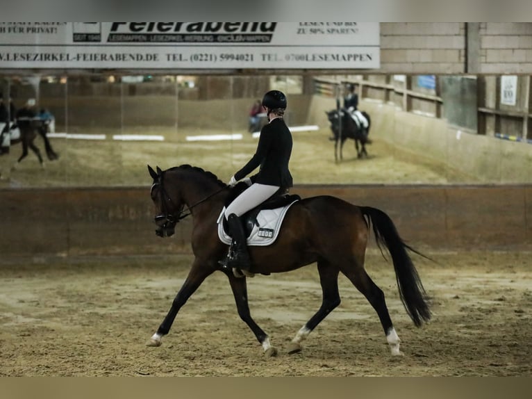 Deutsches Reitpony Wallach 6 Jahre 148 cm Brauner in K&#xF6;ln