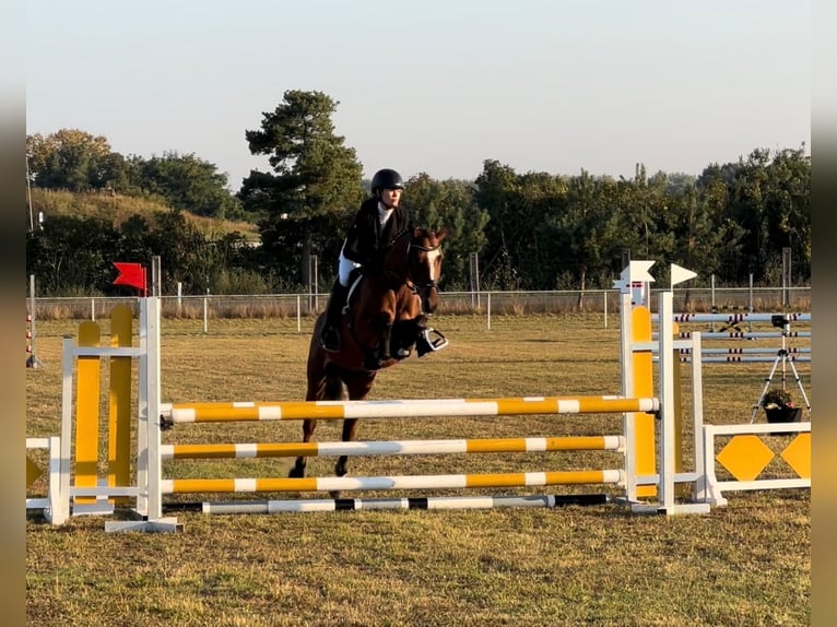 Deutsches Reitpony Wallach 6 Jahre 148 cm Brauner in Bülstringen